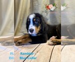 Small Photo #14 Bernese Mountain Dog Puppy For Sale in CLINTON, MO, USA
