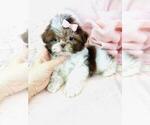 Small #32 Shih Tzu