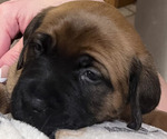 Small #7 Boerboel-Cane Corso Mix