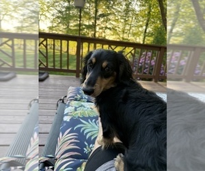 Father of the Dachshund puppies born on 05/16/2026