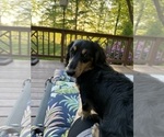 Small Photo #1 Dachshund Puppy For Sale in LANEXA, VA, USA
