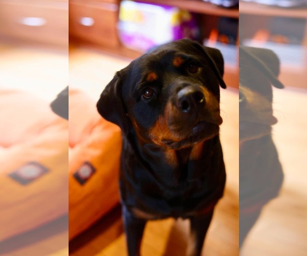 Medium Photo #3 Rottweiler Puppy For Sale in Duluth, MN, USA