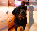 Small #2 Rottweiler