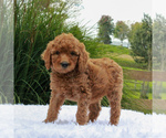 Small Photo #4 Poodle (Standard) Puppy For Sale in GORDONVILLE, PA, USA