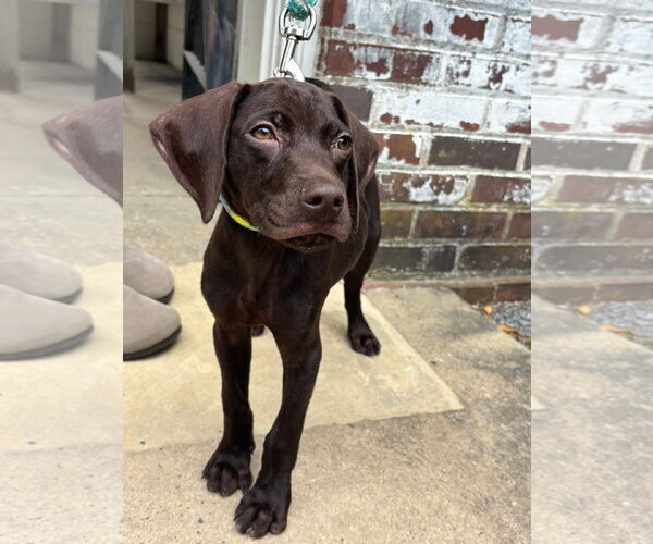 Medium Photo #4 German Shorthaired Pointer Puppy For Sale in Stephens City, VA, USA
