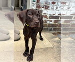 Small #3 German Shorthaired Pointer