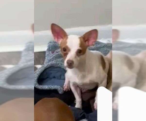 Medium Photo #2 Chihuahua-Unknown Mix Puppy For Sale in Sanford, FL, USA