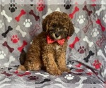 Small Photo #3 Poodle (Miniature) Puppy For Sale in LAKELAND, FL, USA