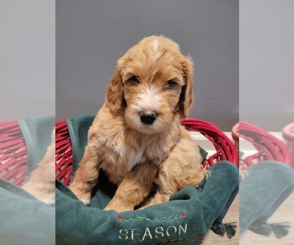 Medium Photo #14 Goldendoodle Puppy For Sale in KANSAS CITY, MO, USA