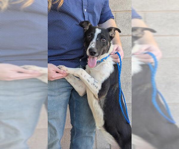 Medium Photo #1 Mutt Puppy For Sale in Las Vegas, NV, USA