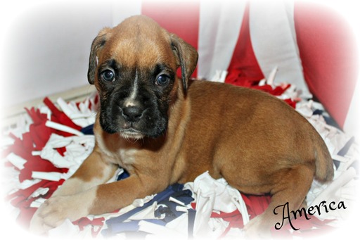 Medium Photo #1 Boxer Puppy For Sale in CLAYTON, NJ, USA