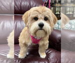 Small Lhasa Apso Mix