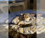 Small Photo #3 Chihuahua-Unknown Mix Puppy For Sale in Aurora, CO, USA