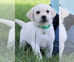 Small Photo #3 Labrador Retriever Puppy For Sale in SYRACUSE, IN, USA