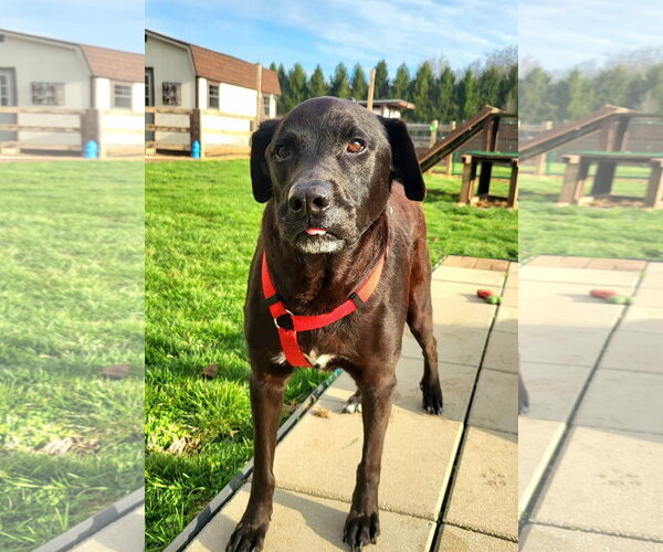 Medium Photo #8 Labrador Retriever-Unknown Mix Puppy For Sale in Germantown, OH, USA