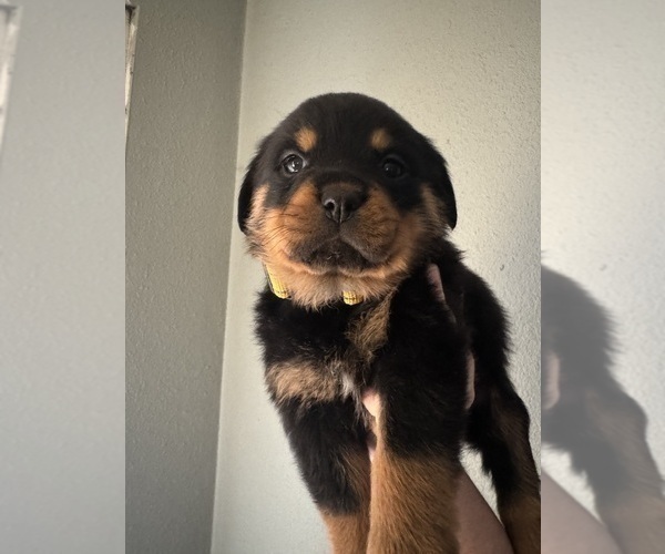Medium Photo #7 Rottweiler Puppy For Sale in BELLEVILLE, IL, USA