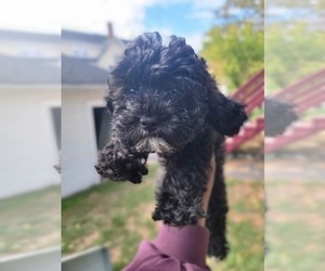 Shih-Poo Puppy for sale in HOLBROOK, MA, USA