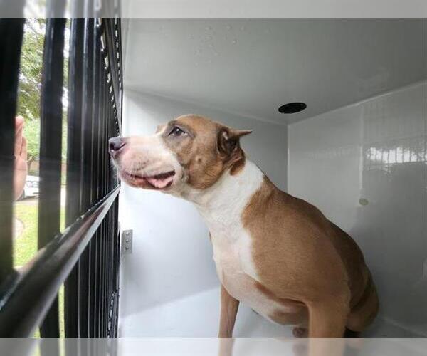 Medium Photo #1 Mutt Puppy For Sale in Houston, TX, USA