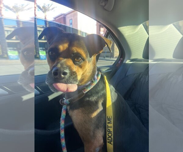 Medium Photo #13 Rottweiler-Unknown Mix Puppy For Sale in phoenix, AZ, USA