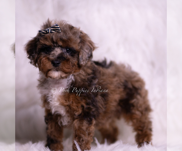 Medium Photo #4 Poodle (Toy) Puppy For Sale in WARSAW, IN, USA