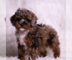 Small #3 Poodle (Toy)