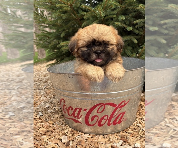 Medium Photo #3 Shih Tzu Puppy For Sale in MIDDLEBURY, IN, USA