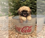 Small #2 Shih Tzu