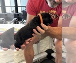 Small Photo #47 Cane Corso Puppy For Sale in REEVESVILLE, SC, USA