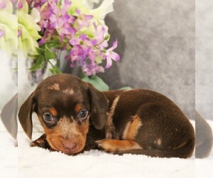Dachshund Litter for sale in HONEY BROOK, PA, USA