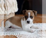 Small #4 Jack Russell Terrier