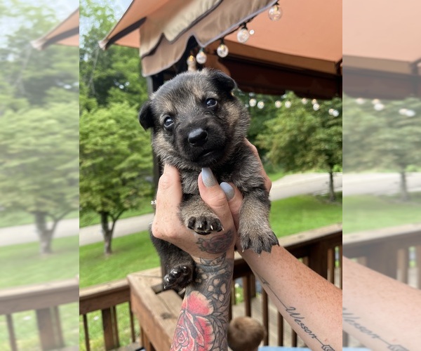 Medium Photo #1 German Shepherd Dog Puppy For Sale in COSHOCTON, OH, USA