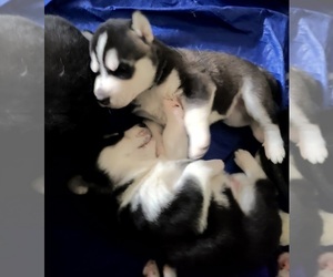 Siberian Husky Puppy for sale in WAKE FOREST, NC, USA