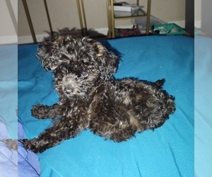 Poodle (Miniature) Puppy for sale in RUSSELLVILLE, AR, USA