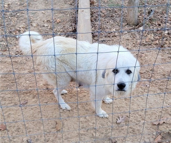 Medium Photo #1 Great Pyrenees Puppy For Sale in TROY, MO, USA