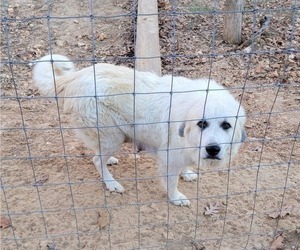 Mother of the Great Pyrenees puppies born on 10/08/2022