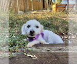 Small #1 Bichon Frise