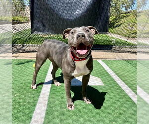 Medium American Staffordshire Terrier Mix