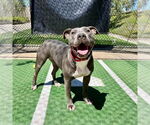 Small American Staffordshire Terrier Mix