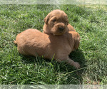 Small #13 Golden Retriever