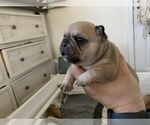 Small Photo #7 French Bulldog Puppy For Sale in POWHATAN, VA, USA