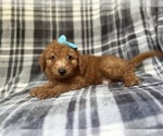 Small Goldendoodle (Miniature)