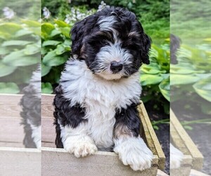 Miniature Bernedoodle Puppy for sale in DENVER, PA, USA