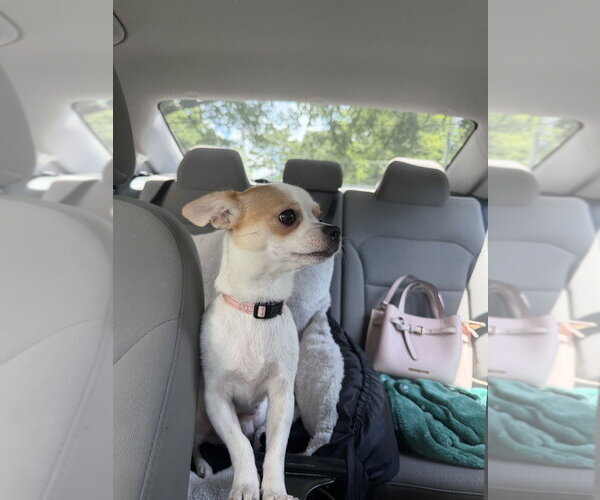Medium Photo #4 Chihuahua-Unknown Mix Puppy For Sale in Mooresville, NC, USA