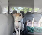 Small #3 Chihuahua Mix