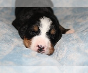 Bernese Mountain Dog Puppy for sale in YORKVILLE, IL, USA