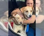 Small #3 Labrador Retriever Mix