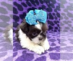 Small #36 Shih Tzu