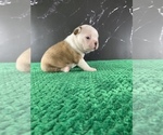 Small Photo #119 Boston Terrier Puppy For Sale in TULARE, CA, USA