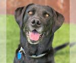 Small Labrador Retriever Mix