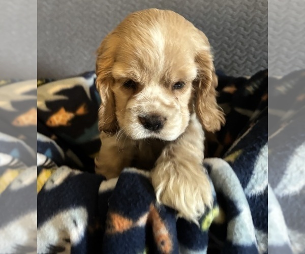 Medium Photo #2 Cocker Spaniel Puppy For Sale in COLBERT, GA, USA